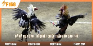 Đá Gà Cựa Dao - Bí Quyết Chiến Thắng Từ Cao Thủ